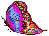 Image of Butterfly